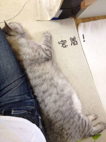 飼い猫志願　ネコ雑貨ネコゾンズhttp://nekozon.com