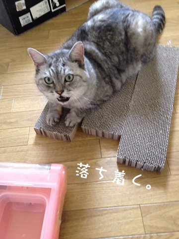 飼い猫志願　ネコ雑貨ネコゾンズhttp://nekozon.com