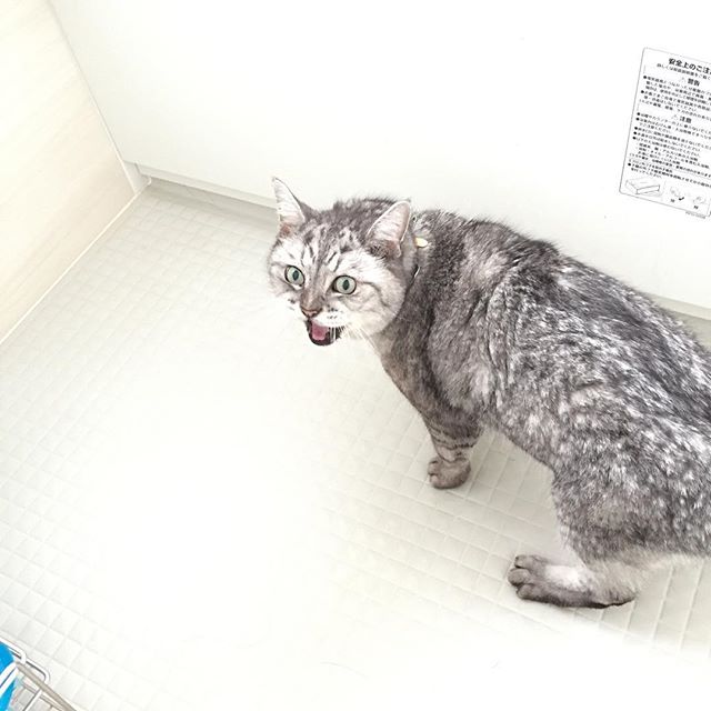 顔、こわい…お風呂場でなんか言ってる…#cat #ねこ #ネコ #猫 #風呂
